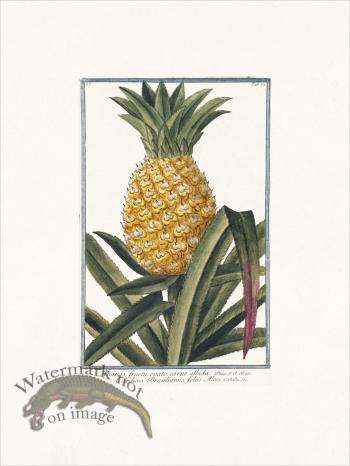 Bonelli 072 Pineapple